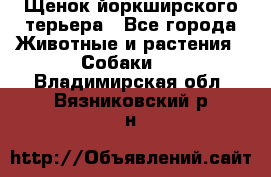 Щенок йоркширского терьера - Все города Животные и растения » Собаки   . Владимирская обл.,Вязниковский р-н